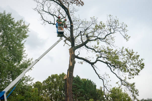 How Our Tree Care Process Works  in  Rochester, NH