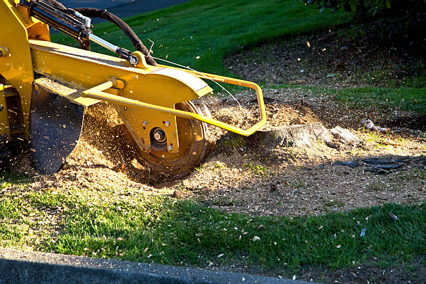 Best Grass Overseeding  in Rochester, NH